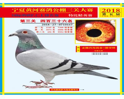 宁夏黄河决赛436名
