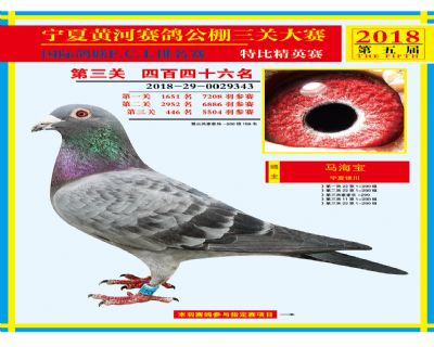 宁夏黄河决赛446名