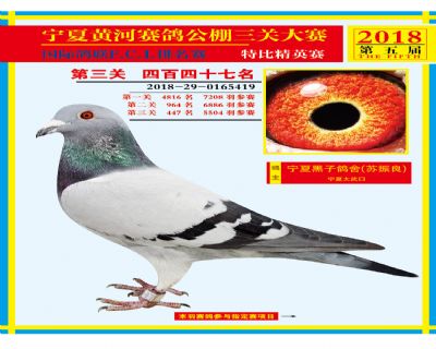 宁夏黄河决赛447名