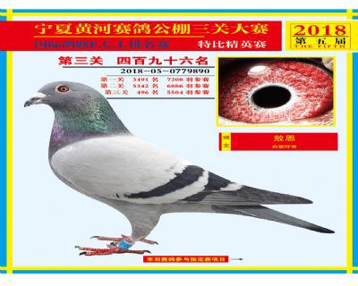 宁夏黄河决赛496名