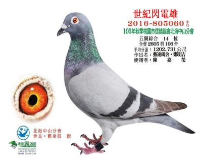 台湾强速鸽舍 - 中信网铭鸽展厅 www.ag188.com