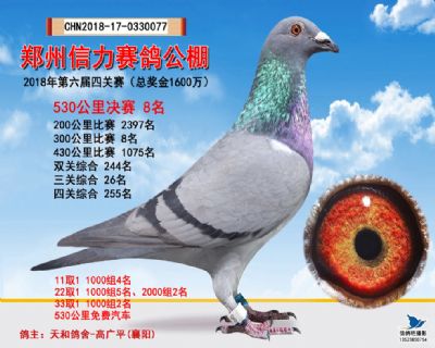 郑州信力决赛8名
