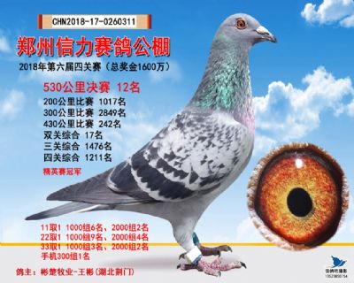 郑州信力决赛12名