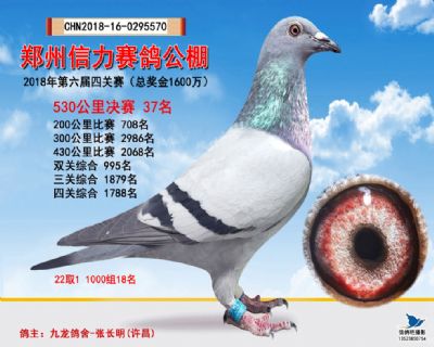 郑州信力决赛37名