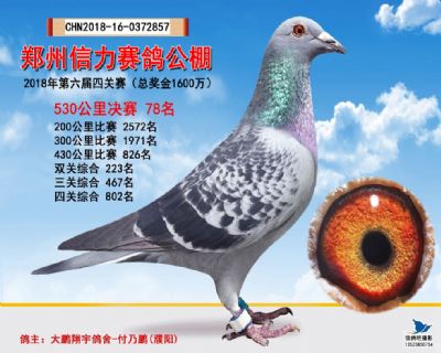 郑州信力决赛78名