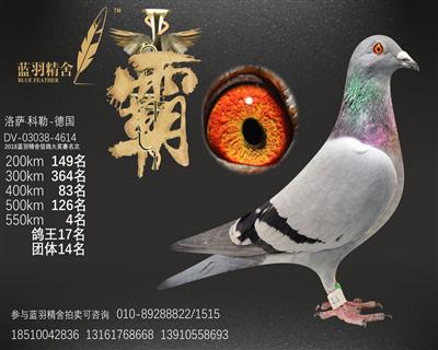 综合鸽王17名 550KM 4名