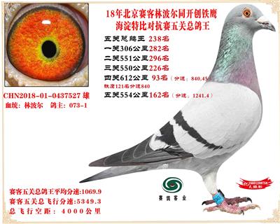 791169 赛客林波尔,开创铁鹰,海淀2万羽四关对抗赛分速总鸽王2 公棚