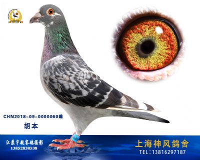 胡本