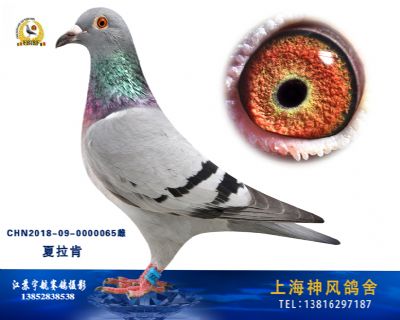 天津开创鸽王4位姑姑