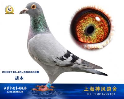 大卫克劳辛胡本