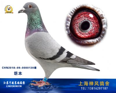 胡本