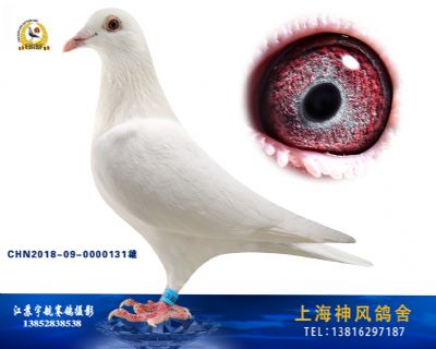 好白