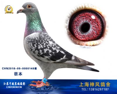 胡本