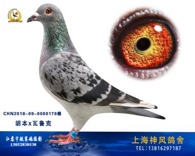 老瓦鲁克直女
