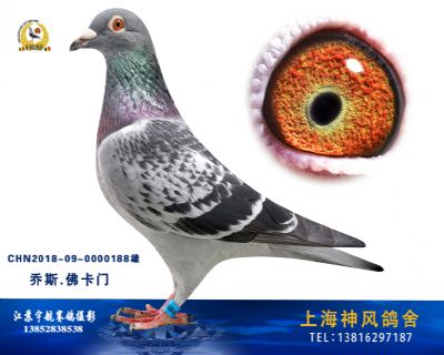 佛卡门近亲