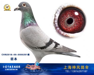 胡本杰克丹尼