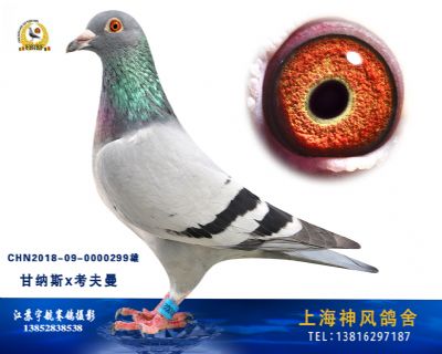 鸽王甘纳斯