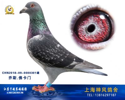 佛卡门近亲
