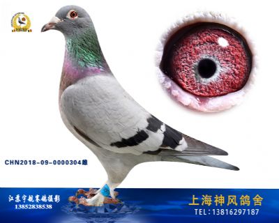 毛脚凡龙