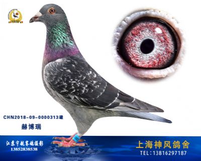 赫伯瑞冠军号