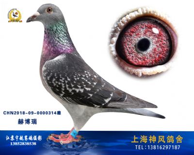 赫伯瑞冠军号