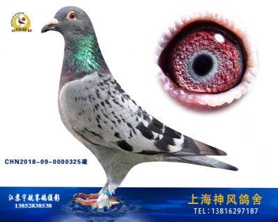 毛脚凡龙