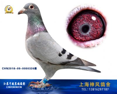 毛脚凡龙