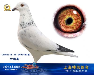 甘纳斯