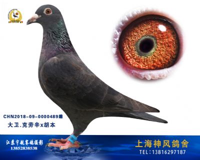 大卫克劳辛胡本