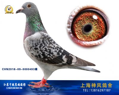 美国狮门