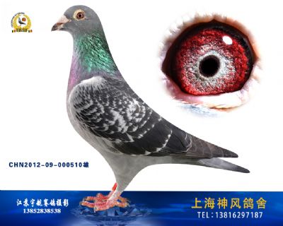 佛卡门成绩鸽