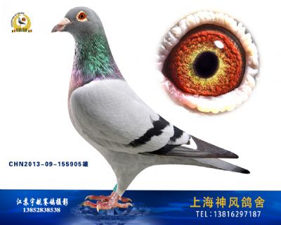 大卫克劳辛成绩鸽