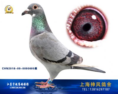 南非冠军回血