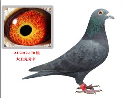 大卫克劳辛胡本