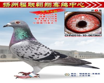 福联翱翔决赛8名