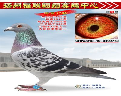 福联翱翔决赛37名