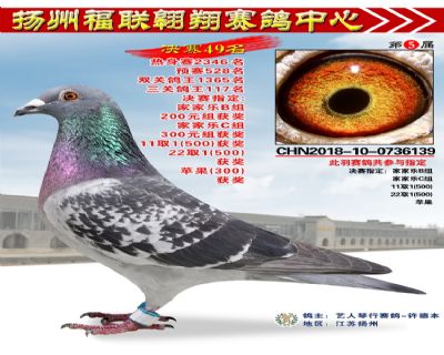 福联翱翔决赛49名