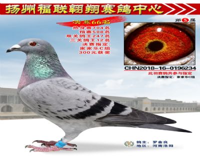 福联翱翔决赛66名