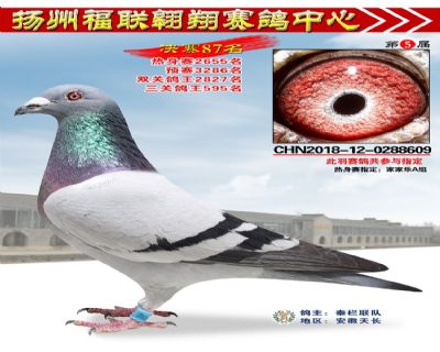 福联翱翔决赛87名