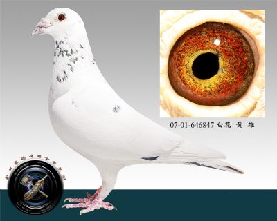07-01-646847 白花 黄 雄