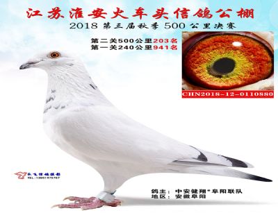 淮安火车头公棚决赛203名