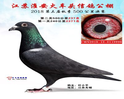 淮安火车头公棚决赛237名