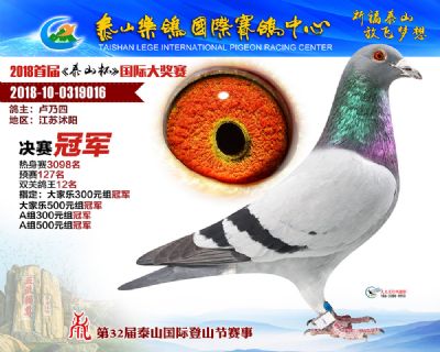 泰山乐鸽决赛冠军