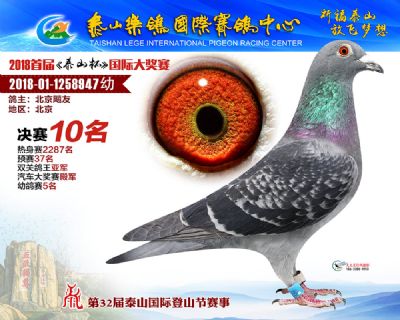 泰山乐鸽决赛10名