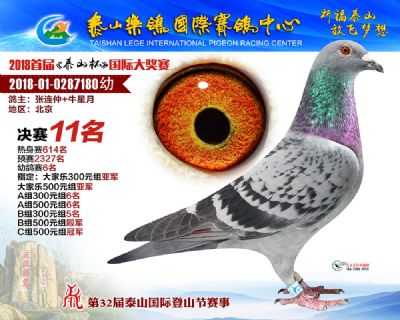 泰山乐鸽决赛11名