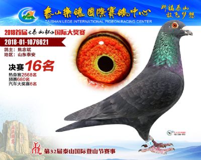 泰山乐鸽决赛16名