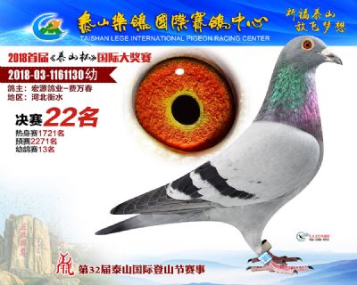 泰山乐鸽决赛22名
