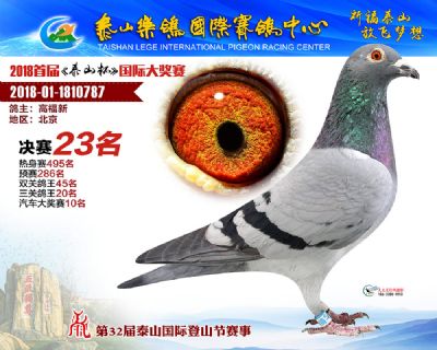 泰山乐鸽决赛23名