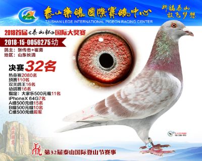 泰山乐鸽决赛32名
