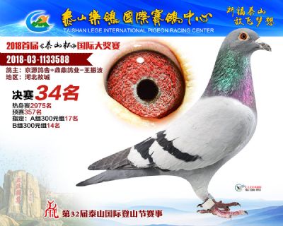 泰山乐鸽决赛34名